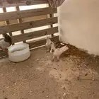 حمام للبيع