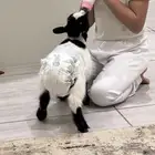 تيس
