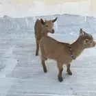 ماعز قزم توام ذكر