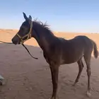 مهر عربي عمره5شهور