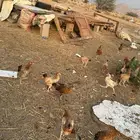 دجاج بلدي
