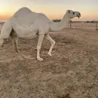 لقحات وقعدان طيبه