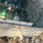 فروخ دجاج بلدي للبيع