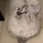 في شيرازي ذكر للتبني