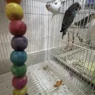 طيور الحب بادجى و روز للبيع