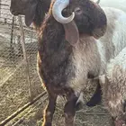 طليان نعيم فواخير