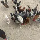 دجاج بلدي