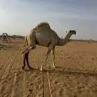 حاشي مفرود سنه وشهر