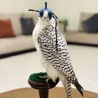 جير بيور طير