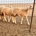 رخال العدد 12