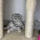 قطط سكوتش فولد وستريت
