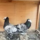 زوج حمام ساكسون منتج شرط