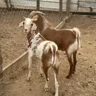 تيوس محايلي