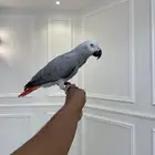 فرخ كاسكو لون ثلجي حجم سوبر جامبو مجنون تم البيع