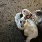 ارانب للتبني