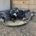 رومي