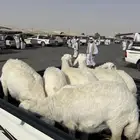خرفان حريات العدد20