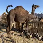 بكره ثنو ملاقي الي فبطنها ثانيها صغيرة سن الحد 8500