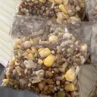 اكل طيور منقوع بذور