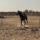 فرس عمرها 6 سنين معسوفه ومعها مهر