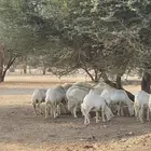 غنم حريات 20 راس دفيع شرط سونار