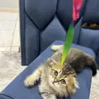 قط سكوتش فولد لونق هير