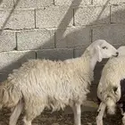 حرية متبع السن ثنيه بكر