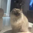 قط هملايا للتبني