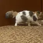 قط للتبني