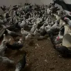 دجاج فيومي
