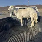 فحل رباع مشروط
