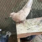 حمام قطي