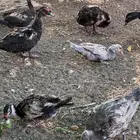 بط بح مصري وبكين