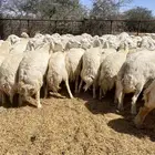 غنم حريات صنف