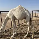 قعود مفرود شحم الموقع الدوادمي