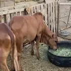 بقر للبيع