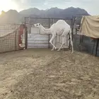 قعود للبيع طيب بالحيل