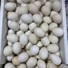 بيض بلدي
