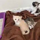 قطط صغيره للبيع