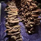 مقصص بدون تقصيص خياش