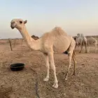 بكره مفروده
