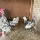 دجاج زينة