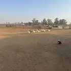 للبيع وز بلدي