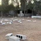 بط مسكوفي لون مميز