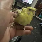 طيور حب هوقو فروخ