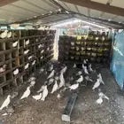 حمام فرنسي للبيع