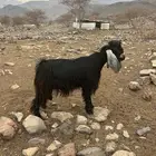 تيس فحل
