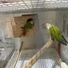 جوز طيور كنيور اناناس منتج