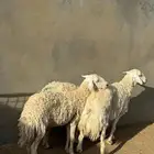 شياه حريات حيل