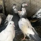 طبات حمام باكستاني طيار ( تم البيع )